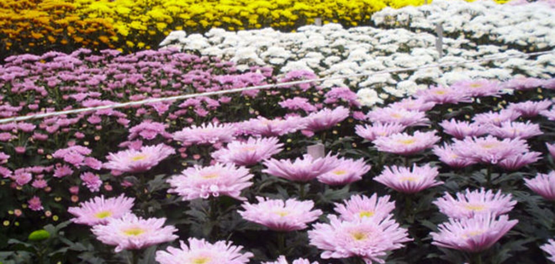 Месть с ароматом хризантем: Россия уничтожила сотни голландских цветов из-за трибунала по 'Боингу'