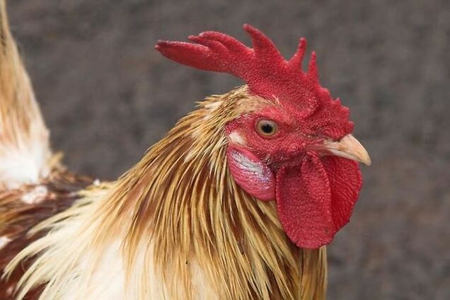 Петухи при власти: ученые разделили кукареканье по рангу самцов