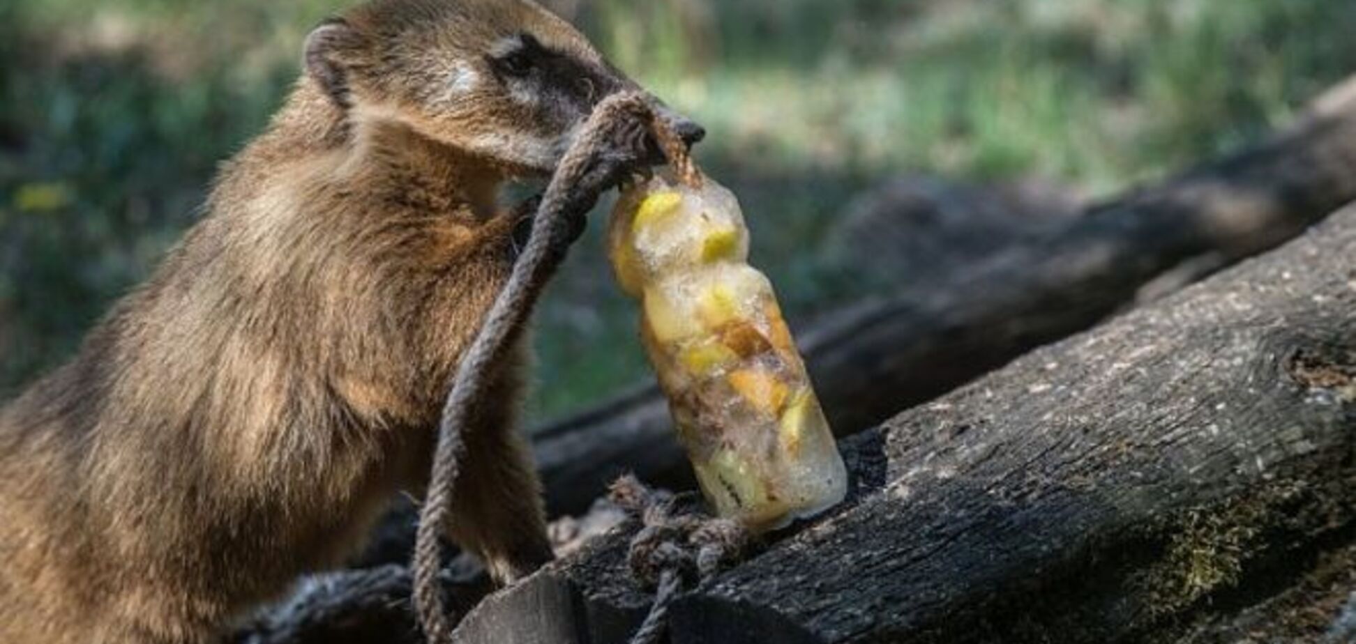 Как спасают животных от аномальной жары: фоторепортаж