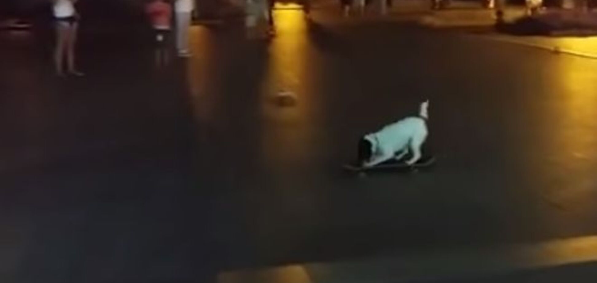 Одесситов покорила собака-скейтбордист: забавное видео