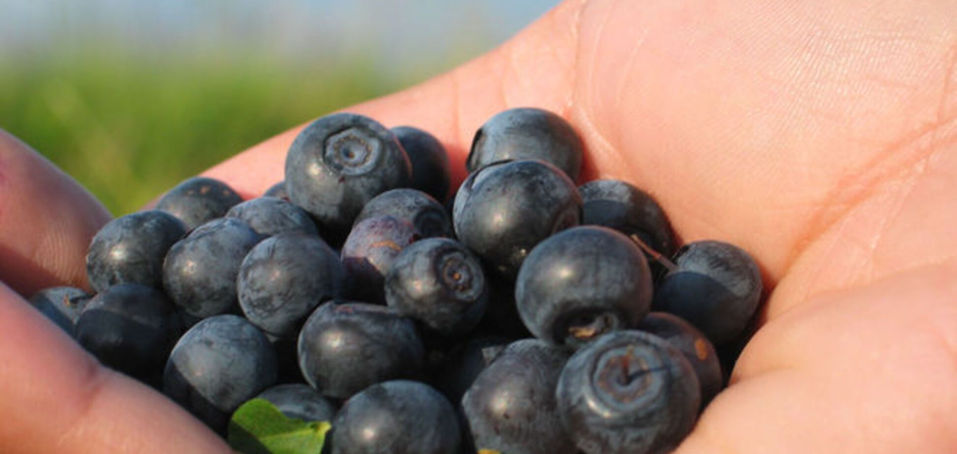 'Чорні' ягоди позбавлять від пивного живота - дослідження