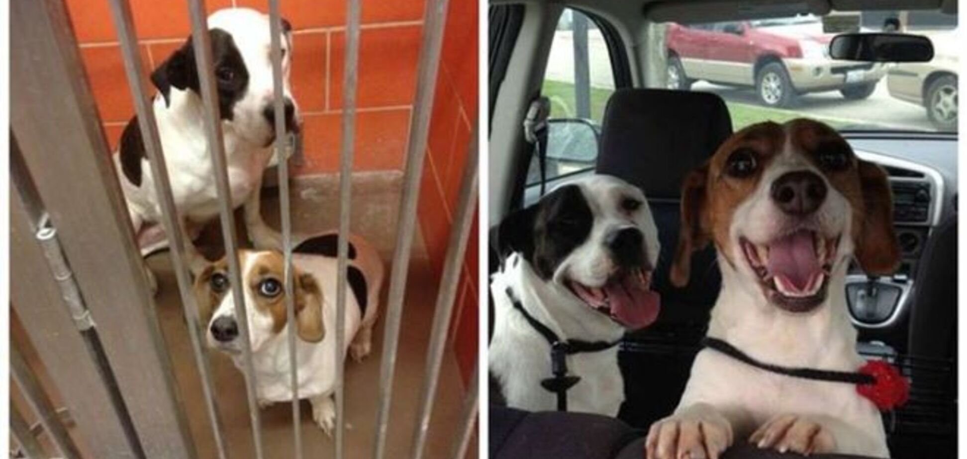 Собачье счастье: 16 фото радостных собак, которых спасли от усыпления