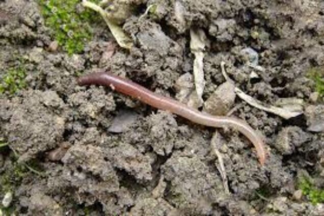 И пить из лужи: в России предложили мясо заменить на червей