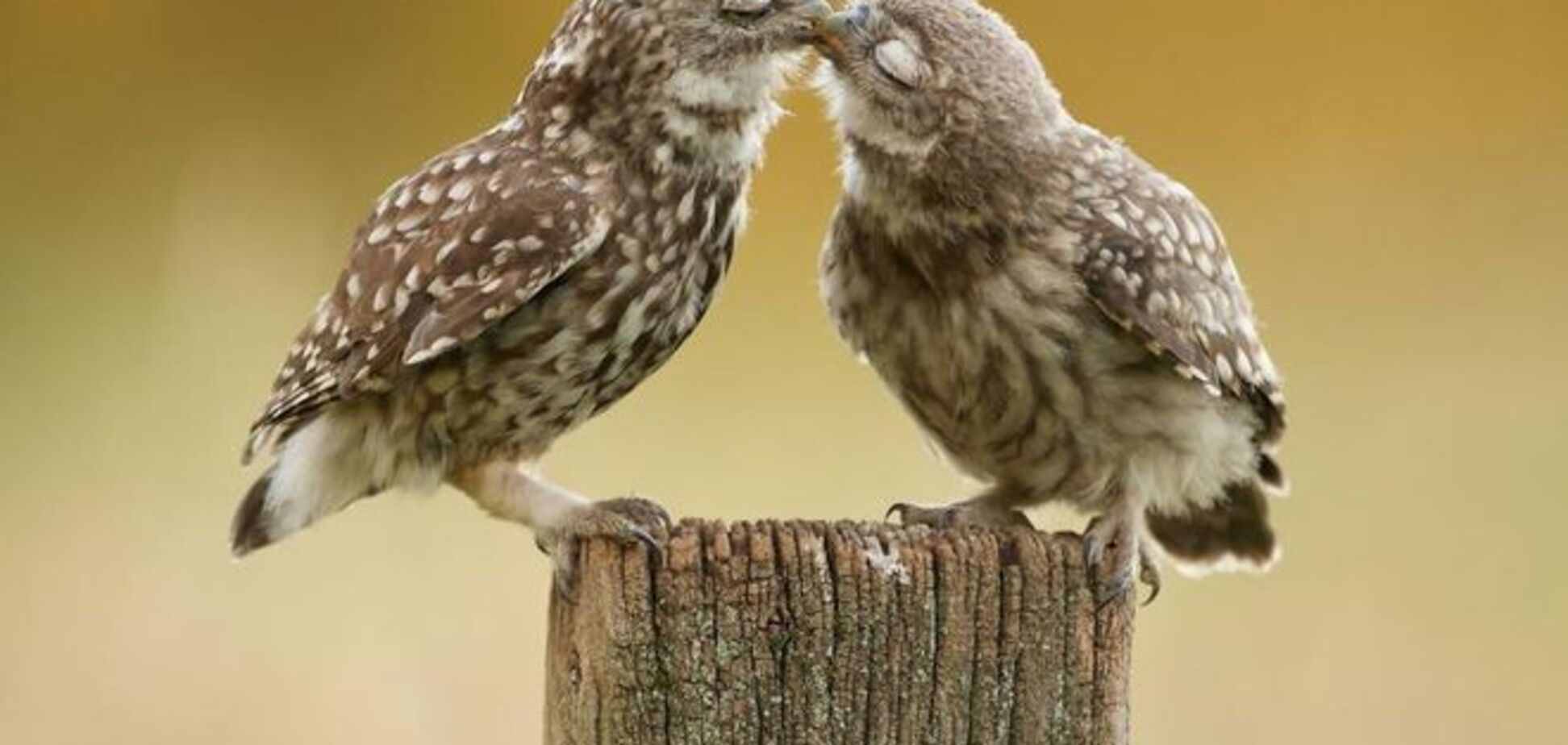 18 фотографий, доказывающих любовь между животными