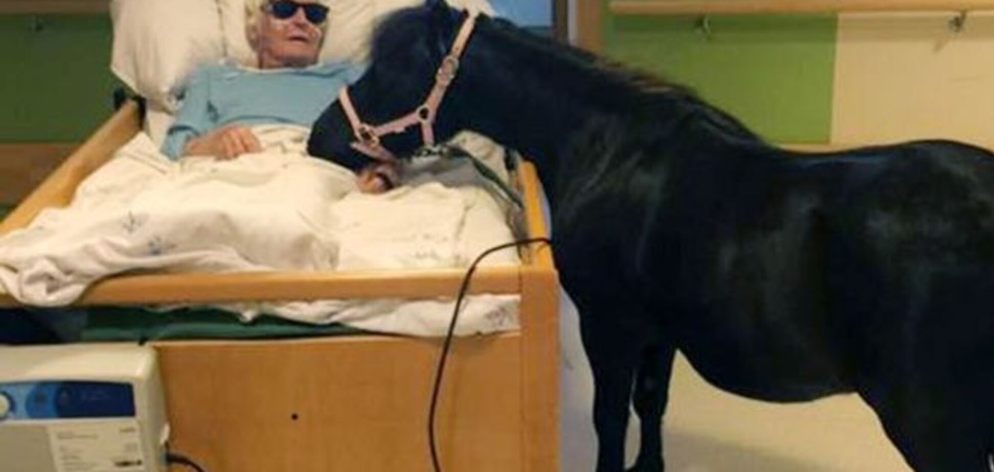 Сеть взорвала трогательная история дружбы пони и умирающего пенсионера