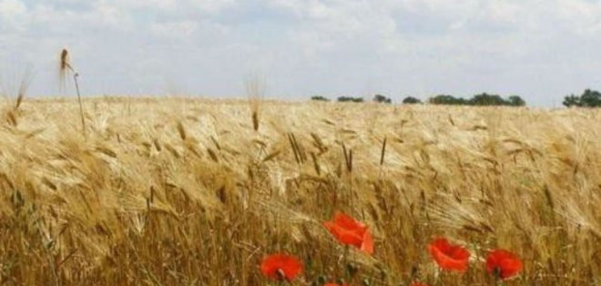 В ЕС могут поставлять пищевые продукты только 57 производителей из Украины