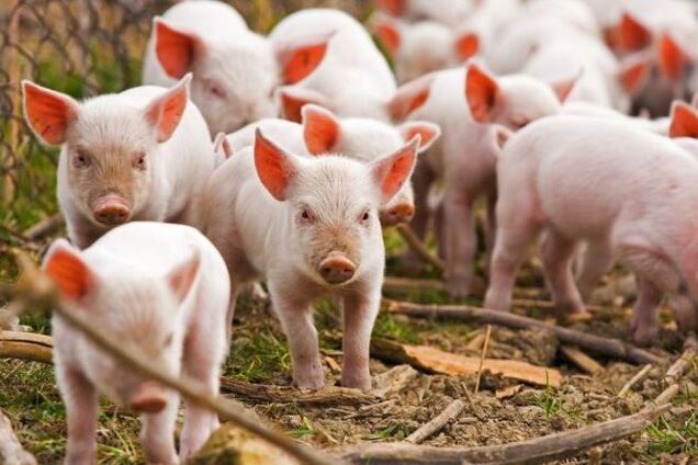 Спалах африканської чуми на Київщині: загинула тисяча свиней