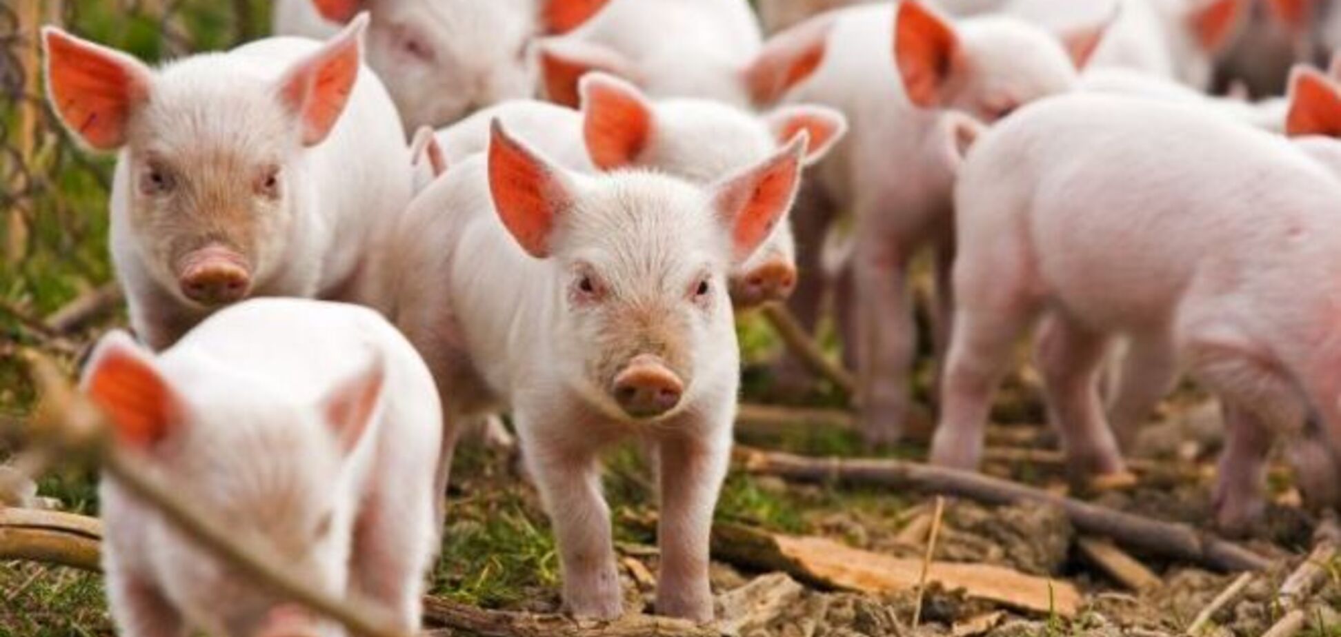 Спалах африканської чуми на Київщині: загинула тисяча свиней
