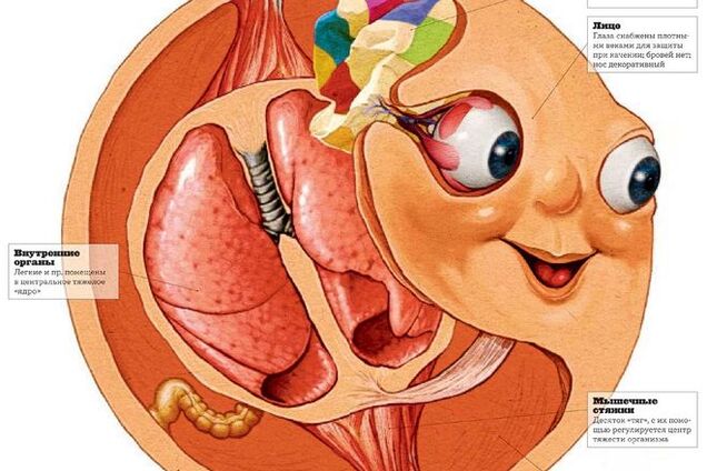 В России показали анатомическое строение колобка: опубликованы фото