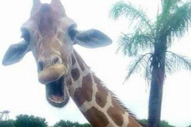 Ирландские туристы взорвали сеть селфи с улыбающимся жирафом