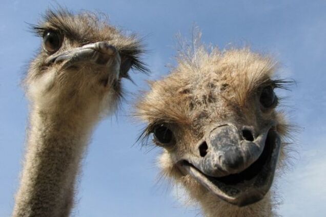 Премия Страуса: 'бесстыжее' ГАИ, влюбленный Киселев и новый маразм Генпрокуратуры РФ