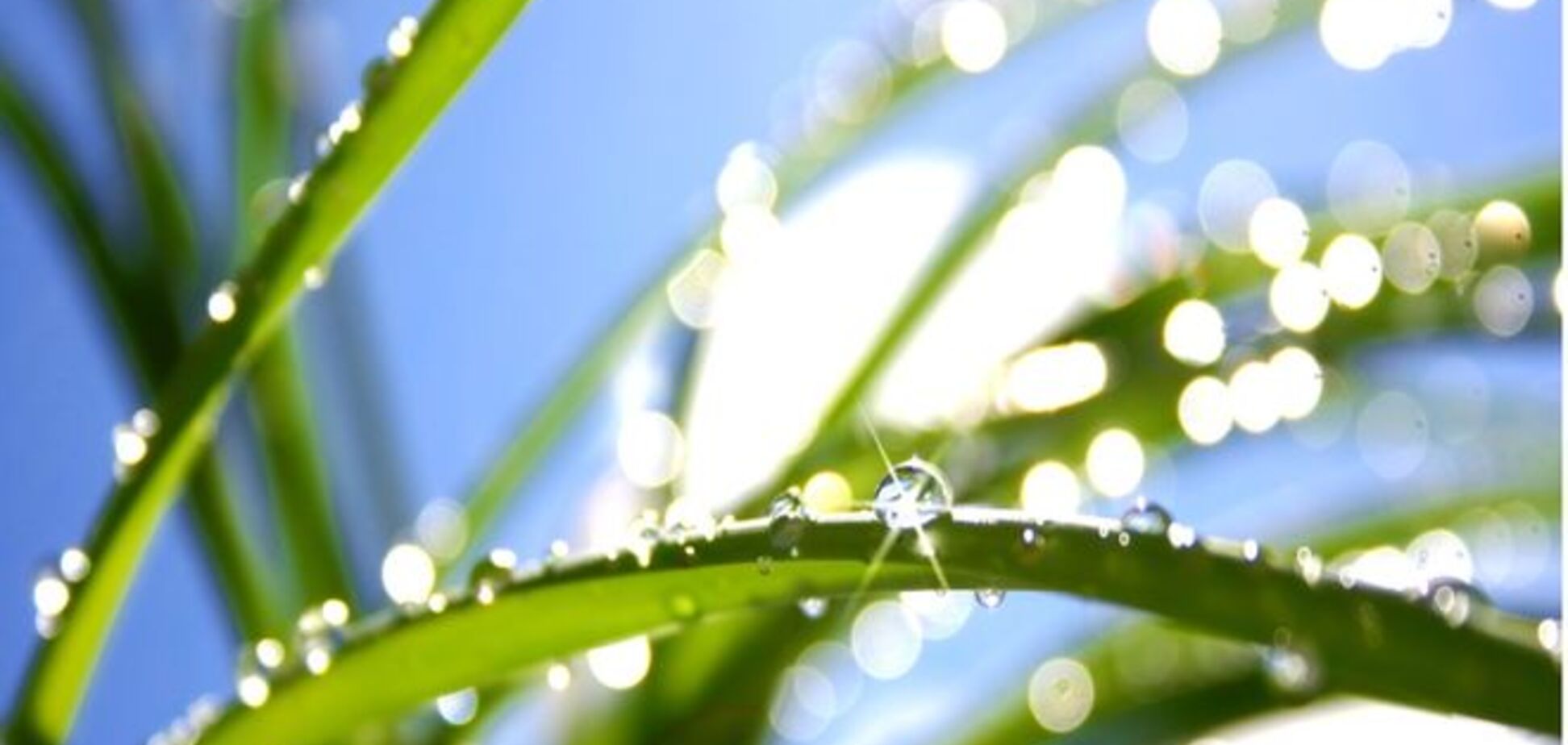 Роса на сонці