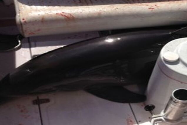 Велелюбний дельфін зламав американці обидві ноги: опубліковано відео