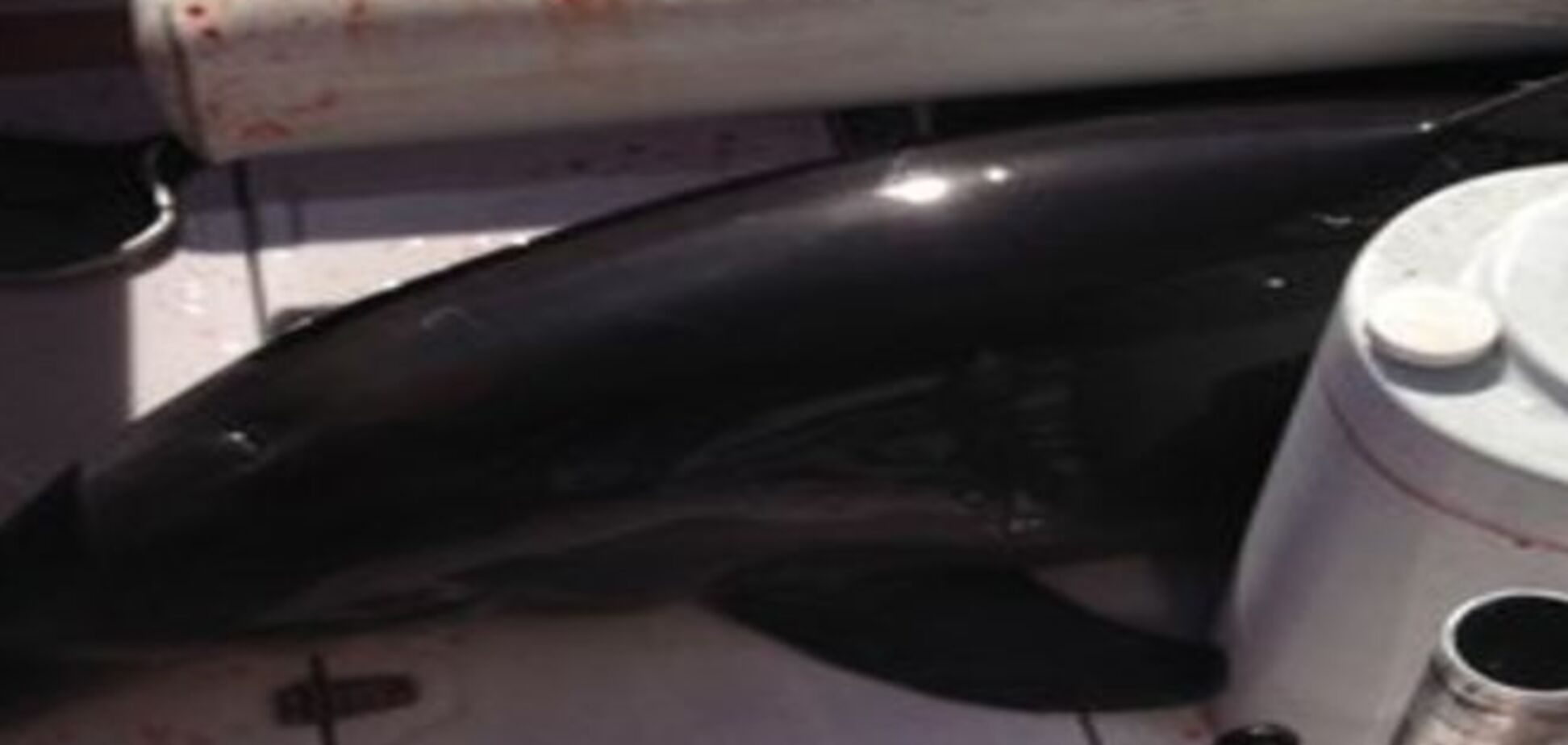 Любвеобильный дельфин сломал американке обе ноги: опубликовано видео