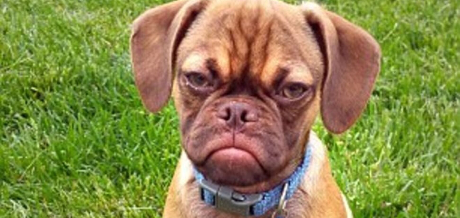 Интернет покорил самый грустный пес: опубликованы фото