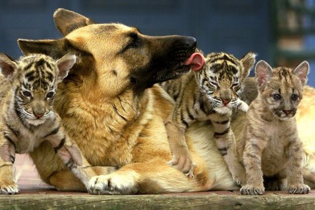 20 забавных фото, доказывающих дружбу между животными