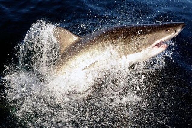 Американского рекордсмена едва не съела акула