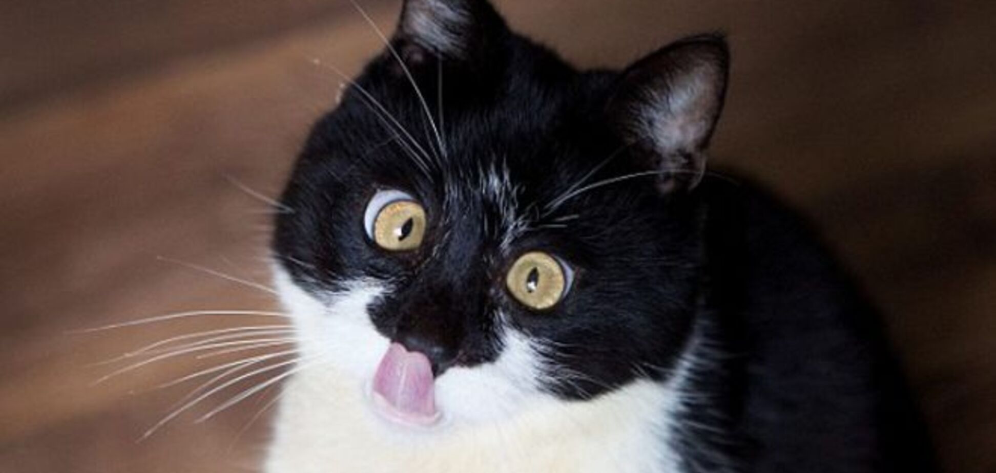 Забавный кот с необычным косоглазием покорил соцсети: опубликованы фото