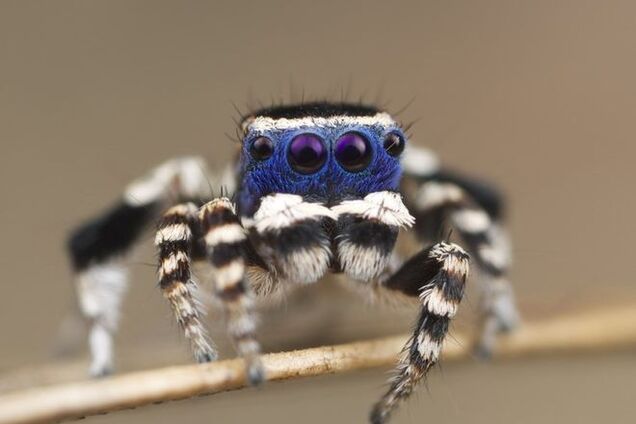 Ученые выбрали самого милого 'соблазнителя в маске'