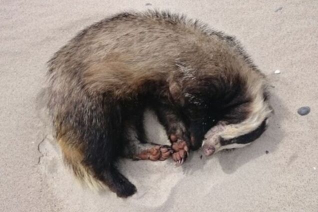 Барсук напился пива и скончался на пляже в Польше