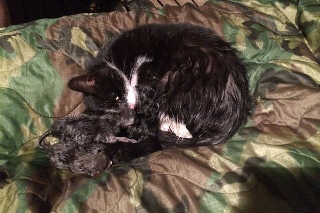 Кошка 'Хунта' из зоны АТО стала звездой сети: фотофакт