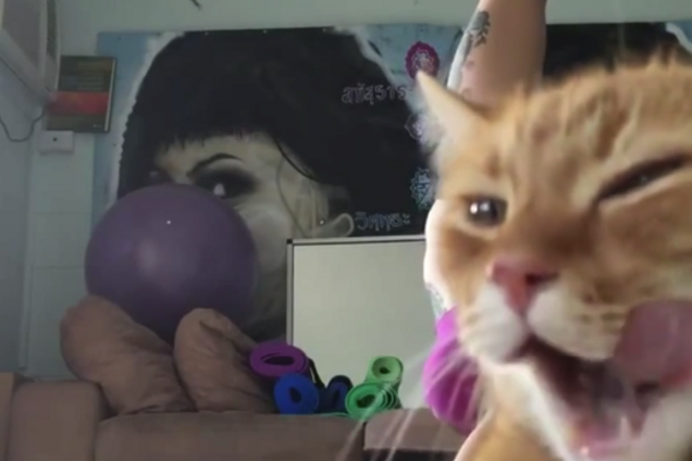 Полный дзэн! Наглый кот, затмивший хозяйку-йогу, взорвал сеть: видео с 3,5 млн просмотров