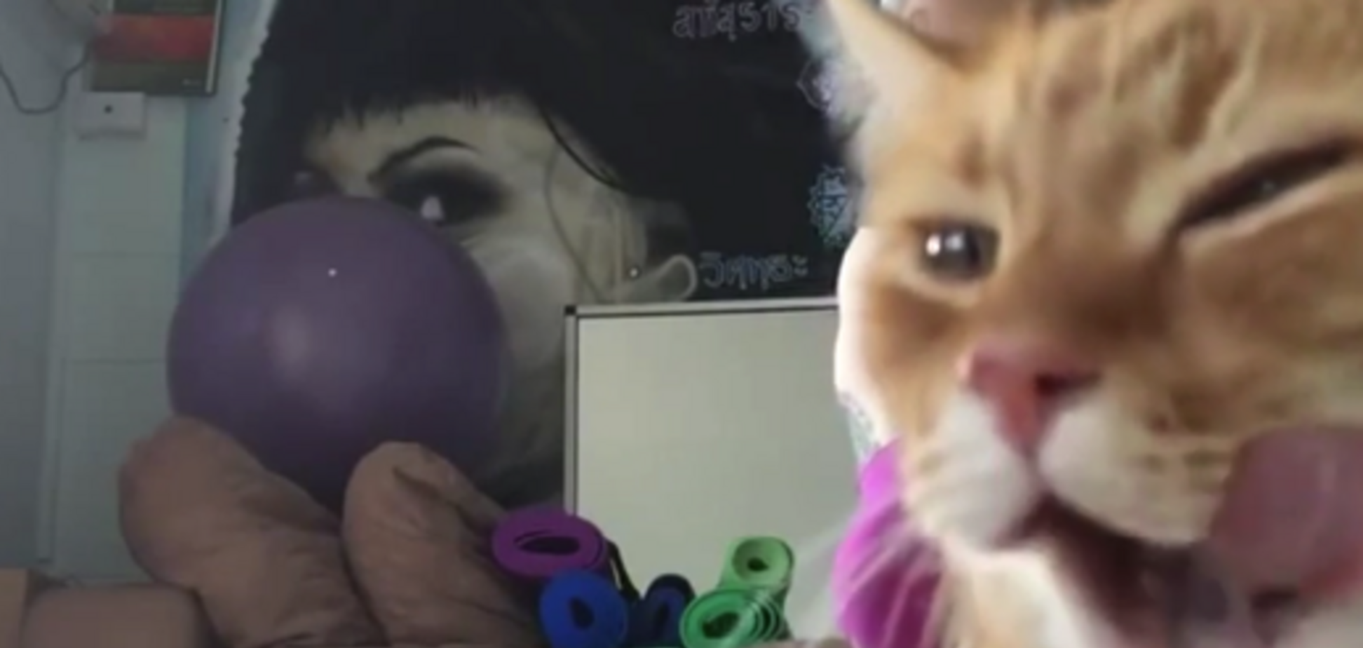 Полный дзэн! Наглый кот, затмивший хозяйку-йогу, взорвал сеть: видео с 3,5 млн просмотров