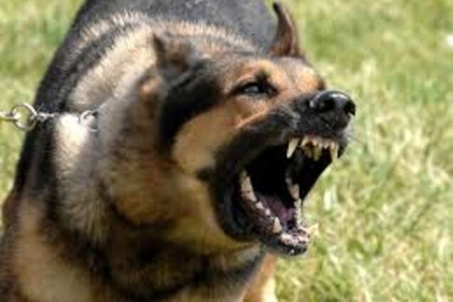 Перехожий нацькував на киян собаку, а потім розстріляв їх з пістолета