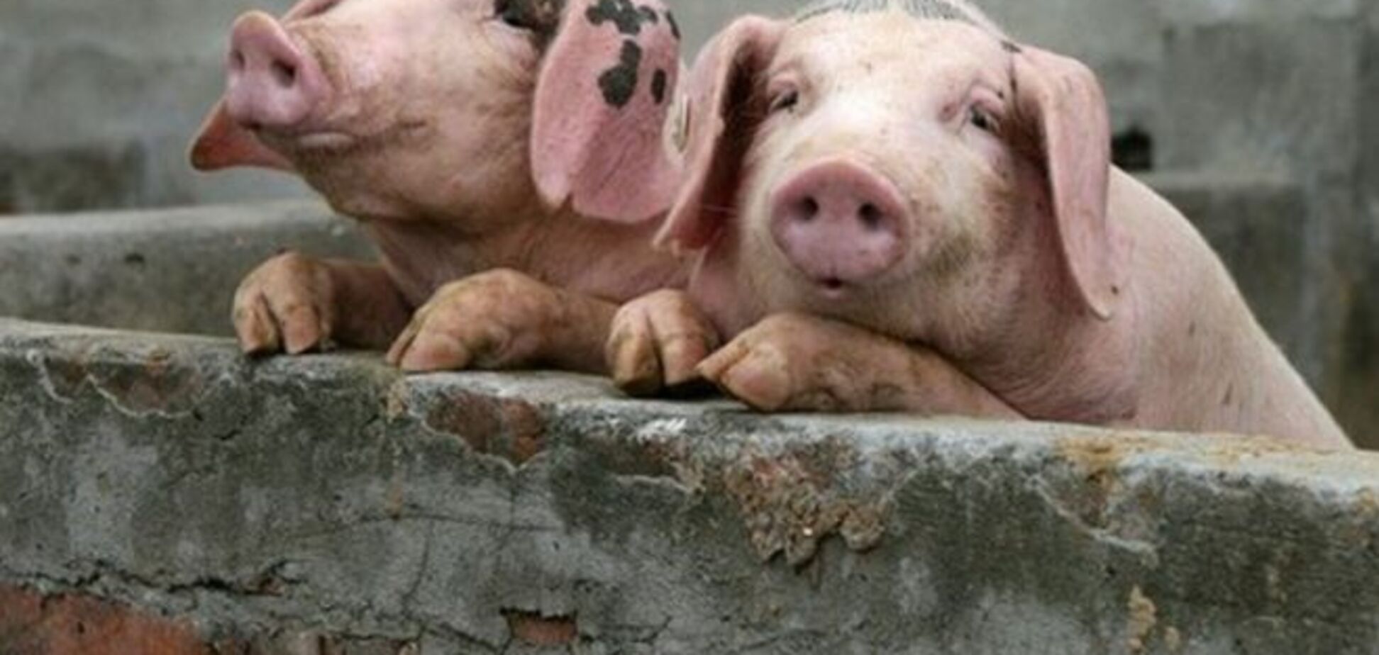 В Украине зафиксировали два случая африканской чумы свиней: география распространения