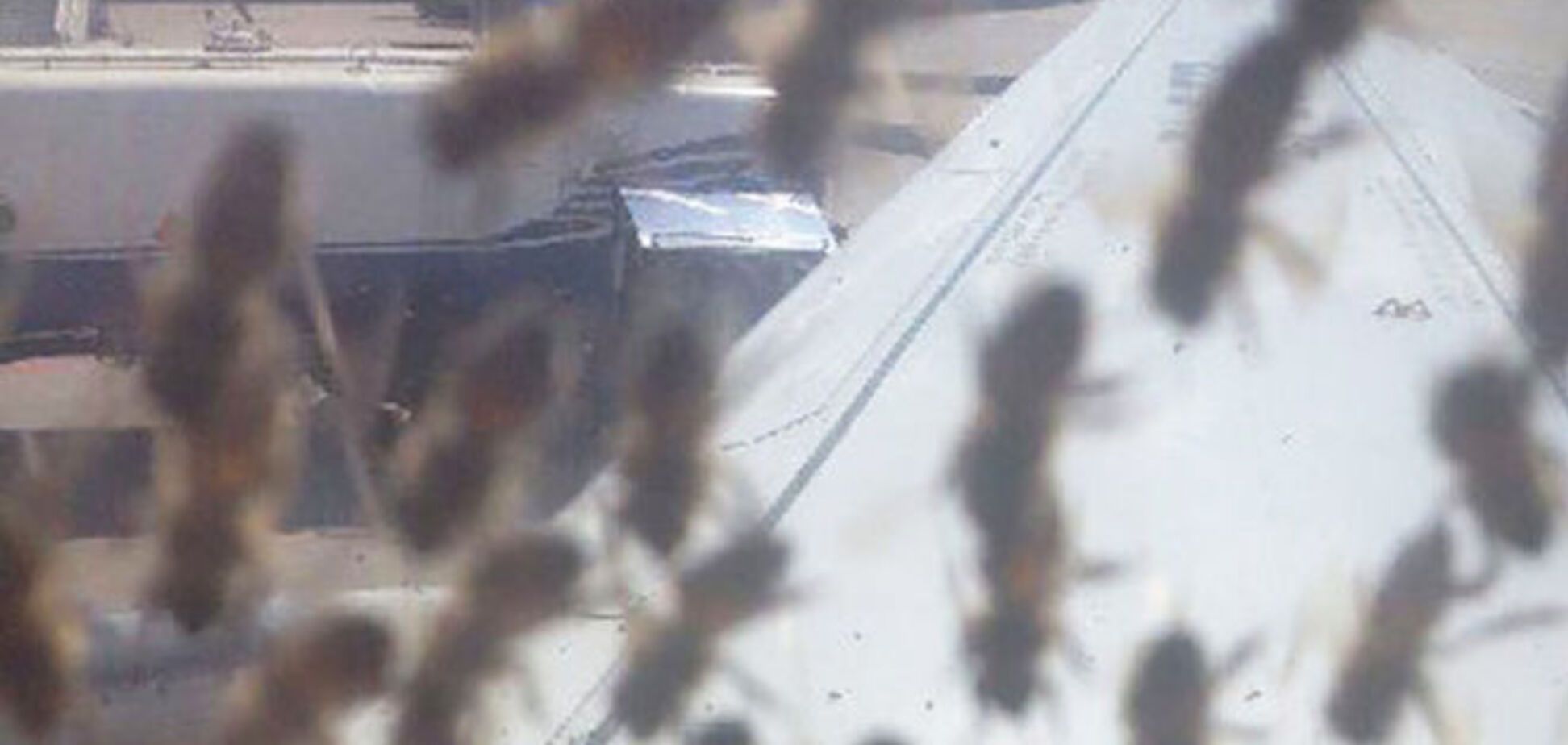 В московском аэропорту рой пчел атаковал самолет: опубликованы фото