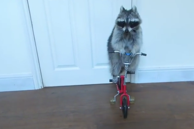 Талантливый енот затмил в сети самых милый котиков: опубликовано видео