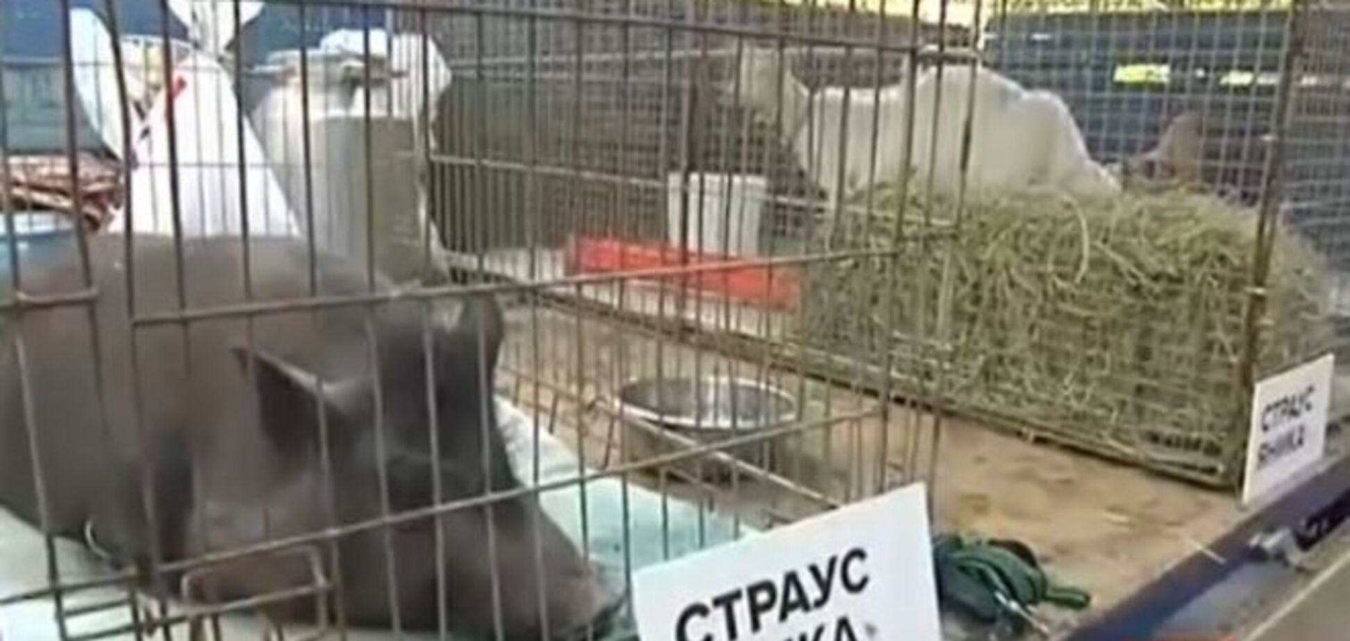 Активісти привезли під ГПУ тварин із зоопарку Януковича в Межигір'ї: опубліковано відео