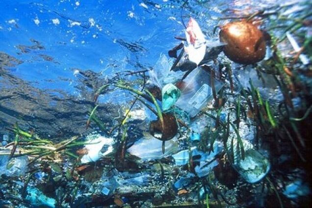 Получено уникальное видео, как животное поедает пластмассу