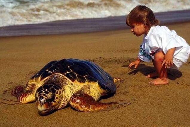 Роддом у моря: удивительный пляж, где рождаются черепахи