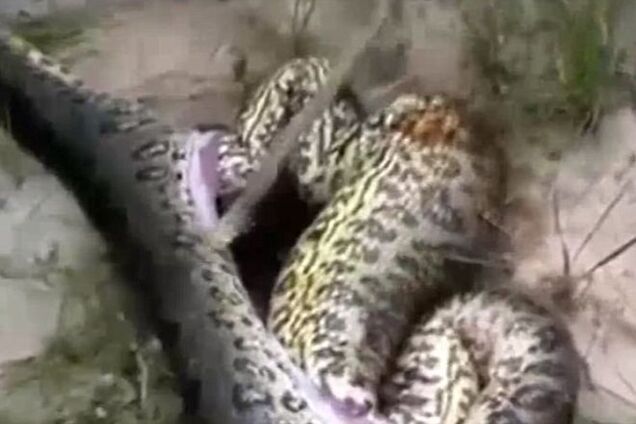 Живая матрешка: огромная анаконда погибла, проглотив другую змею