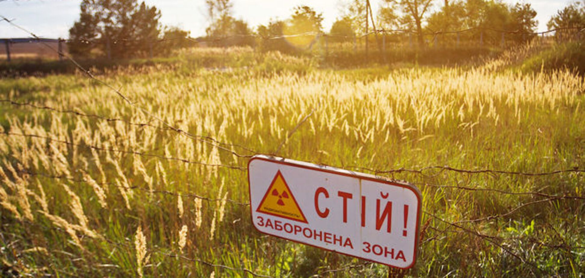 Яценюк хочет вывозить из Чернобыльской зоны дерево и металлолом