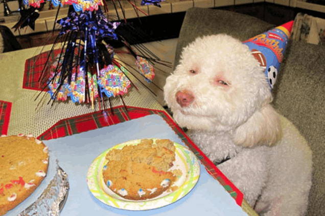 В Северной Корее 'изобличили' США при помощи собак-мемов: видеофакт