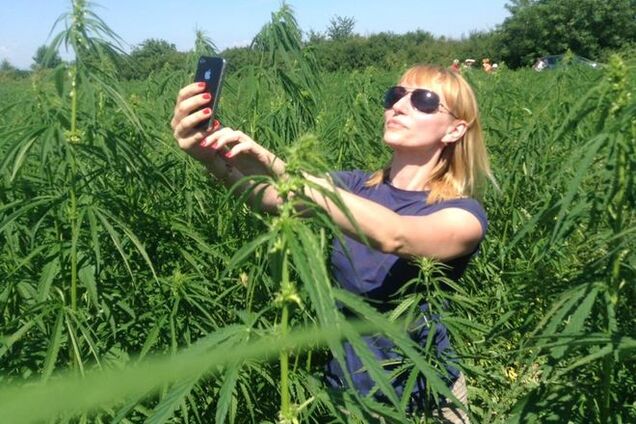 Огромное поле конопли манит туристов со всего Закарпатья: фотофакт