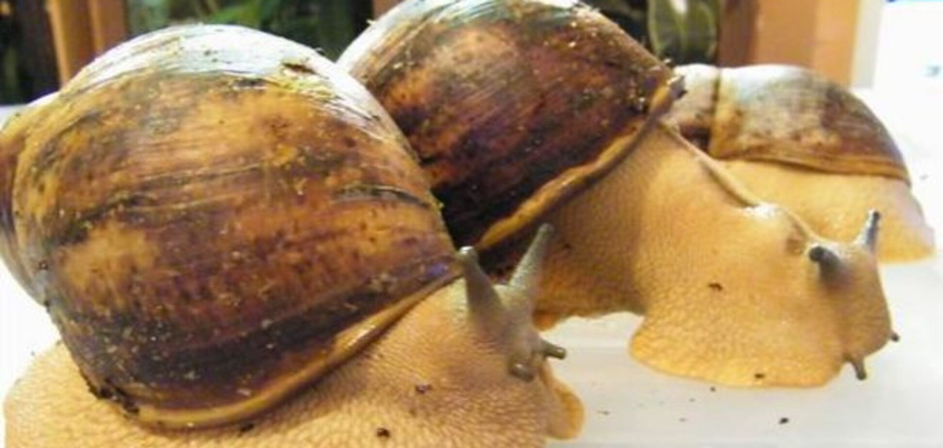 Флориду атаковали улитки размером с баскетбольный мяч: видеофакт