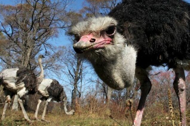 Премия Страуса: День сурка Чуркина, спасатель Азаров и невезучий Депардье