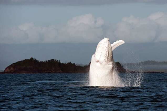 С воздуха засняли прыжок редчайшего кита-альбиноса: впечатляющее видео