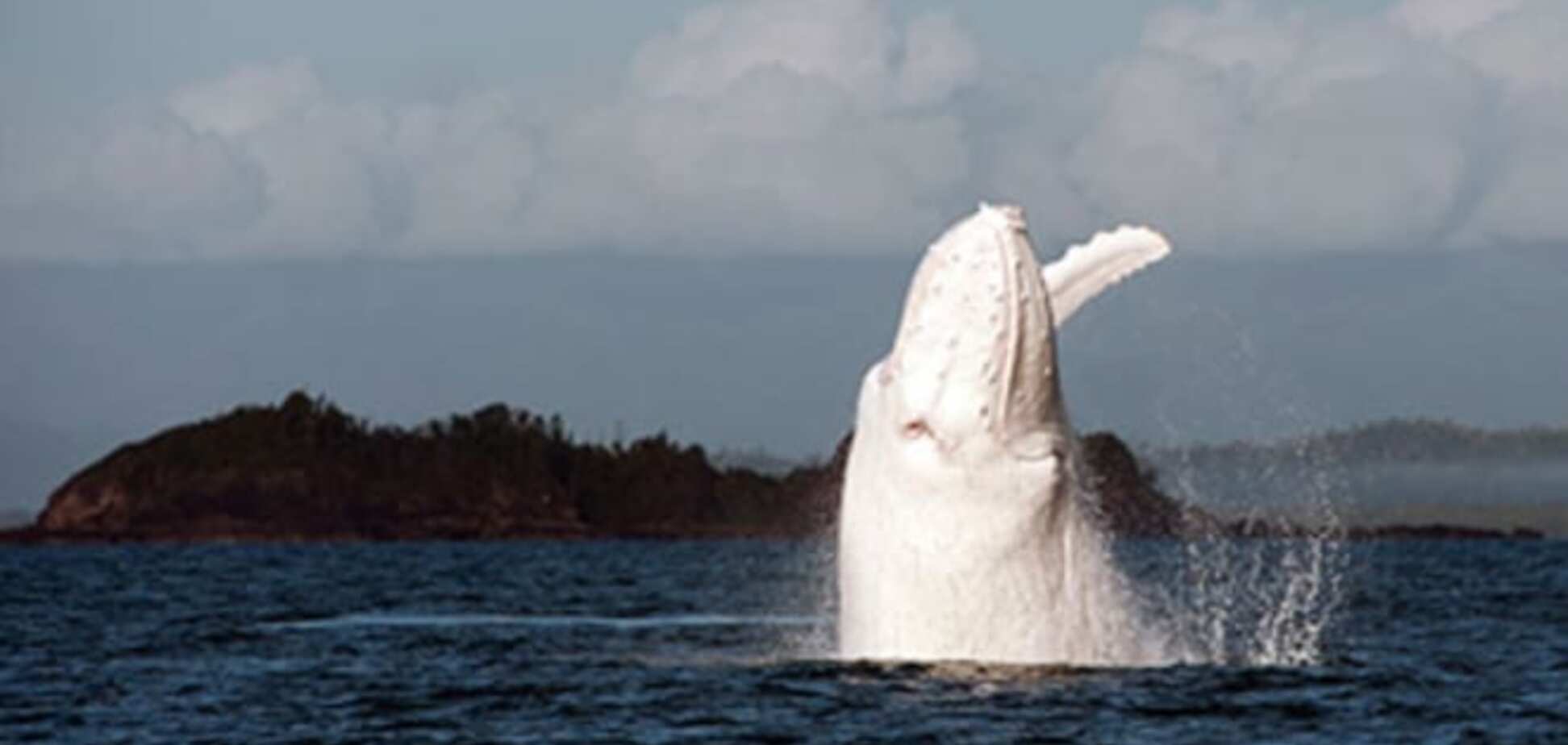 С воздуха засняли прыжок редчайшего кита-альбиноса: впечатляющее видео