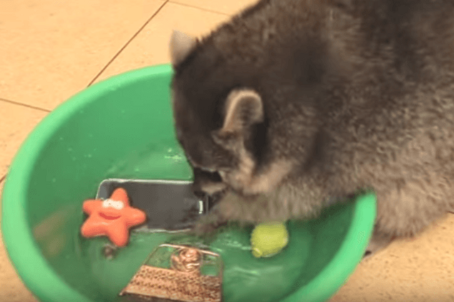 Большая стирка: енот-маньяк замочил смартфон и туфли хозяйки