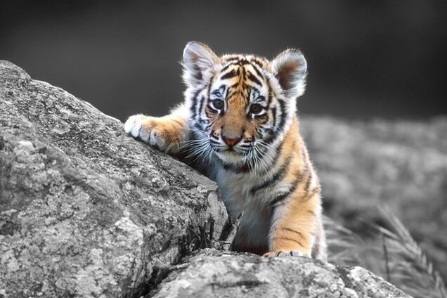 В киевском зоопарке нашлись пропавшие тигрята