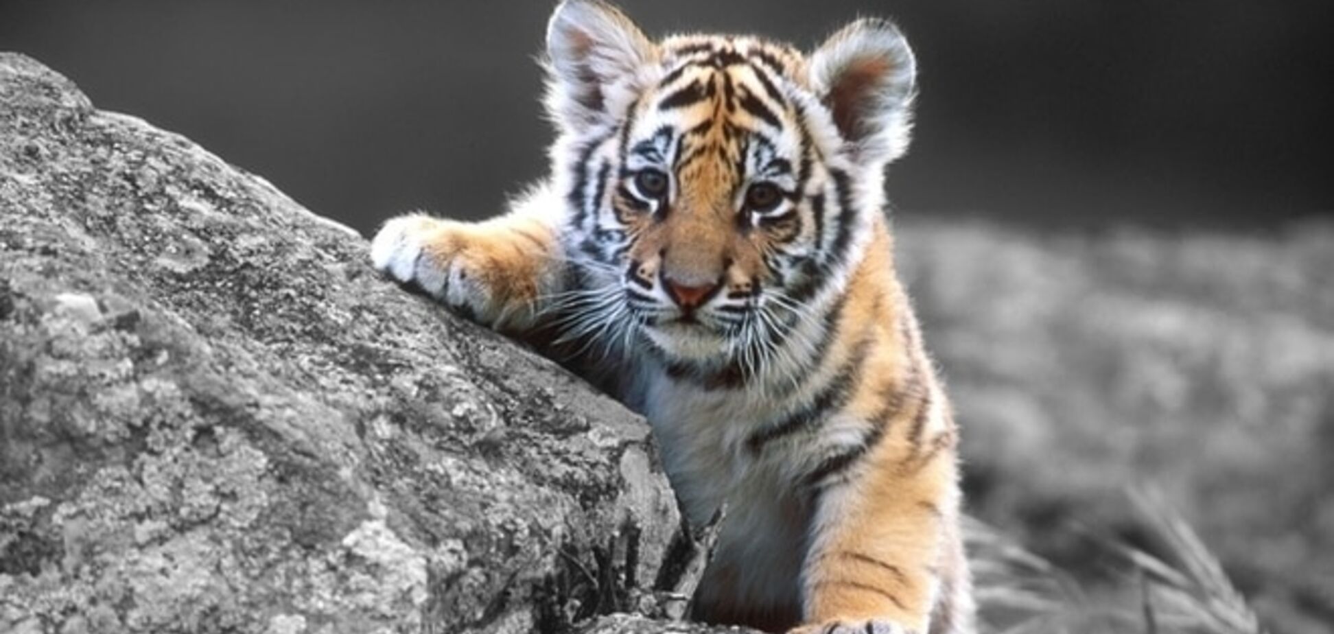 В киевском зоопарке нашлись пропавшие тигрята