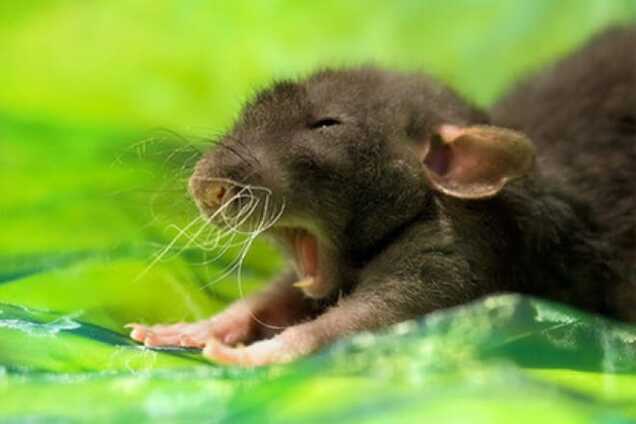 Невозможно удержаться: 20 заразительных фото зевающих животных