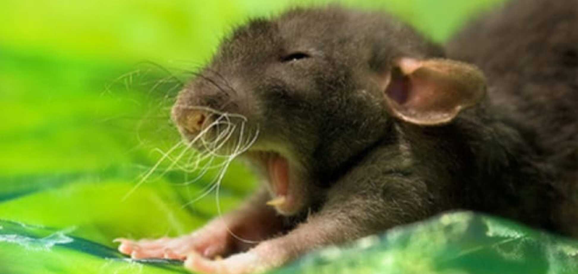 Невозможно удержаться: 20 заразительных фото зевающих животных