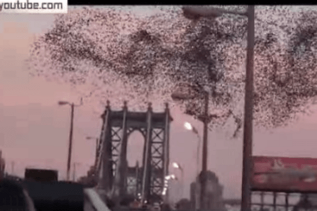 РосСМИ увидели в небе над Нью-Йорком портрет Путина: видеофакт