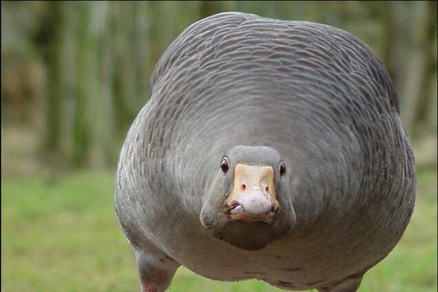 Росія, пали! В Уфі спалили санкційних гусей прямо в супермаркеті: відеофакт