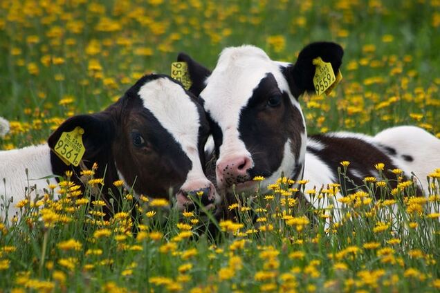 У вас есть две коровы…: новозеландский журналист нашел простое объяснение мировой экономики
